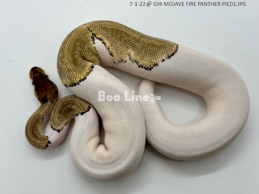 GHI MOJAVE FIRE PANTHER PIED